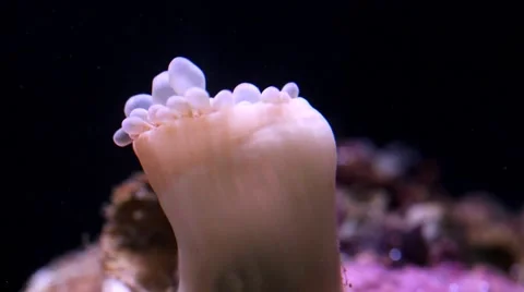 Anemone Time Lapse Video Видео 40545439