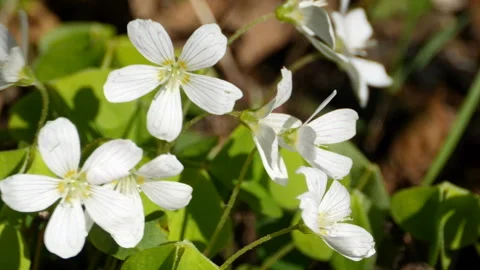 Anemone trembles in the wind Stock Footage 108667360