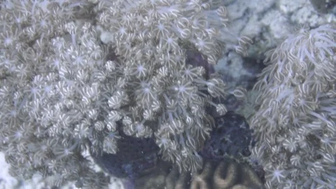Anemone Underwater 動画素材 77705150