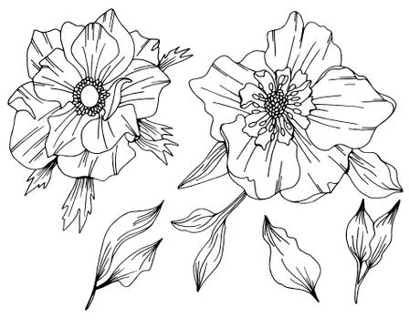 Anemone vector flower artwork Stock Illustration