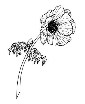 Anemone vector Flower. Hand drawn floral illustration in outline style painted Illustrazione stock