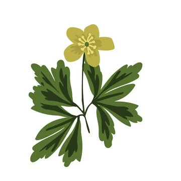 Anemone vector illustration Stock Illustration