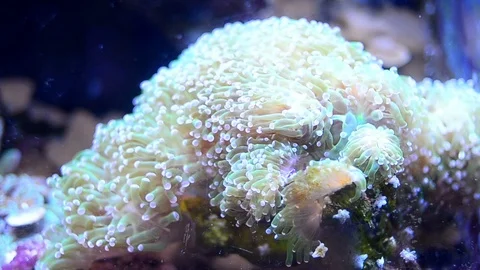 Anemone in water Stock Footage 94367962