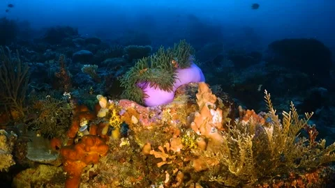 Anemone waving in the current with fish inside Stock Footage 130234600