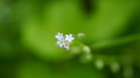 Anemone white flower, macro Stock Footage 54649608