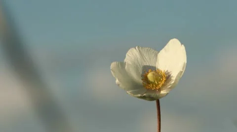 Anemone with wind turbine Stock Footage 10572539