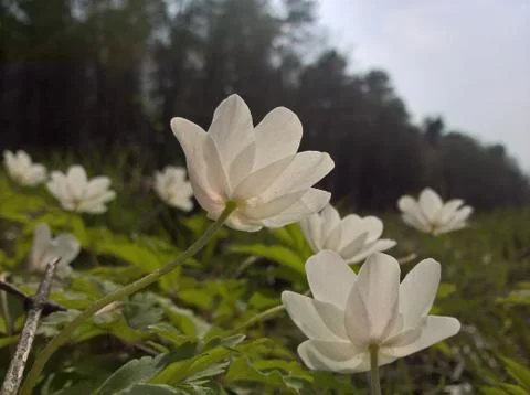 Anemone (windflower) - from below Stock Photos