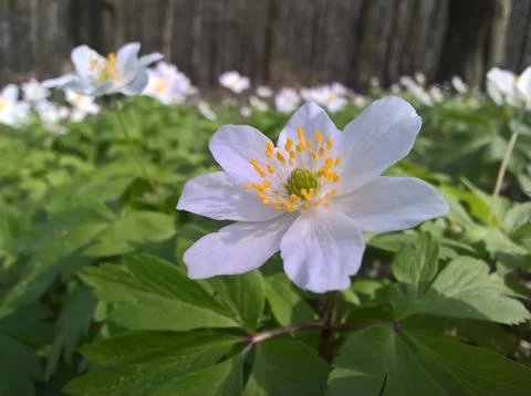 Anemone (windflower) - forest Stock Photos
