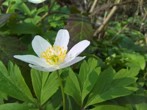Anemone (windflower) - profound Stock Photos