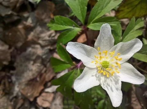 Anemone (windflower) - single Stock Photos