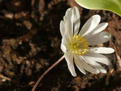 Anemone withe, earthy background Stock Photos