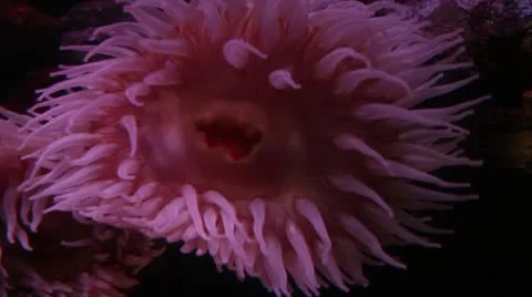 Anemone1 Stock Footage 10873277