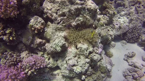 Anemone1 Stock Footage 122734017