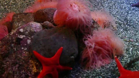 Anemone2 Stock Footage 10873283