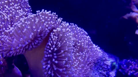 Anemone2 Video stock 130685636