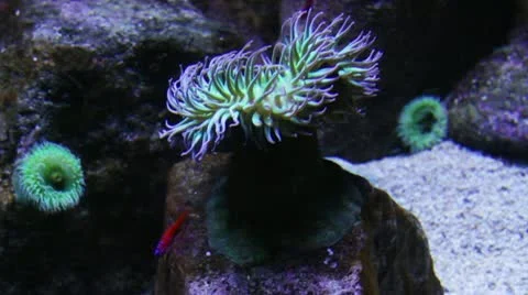 Anemone3 Stock Footage 10873259