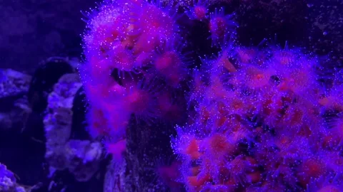 Anemone3 Video stock 130685648