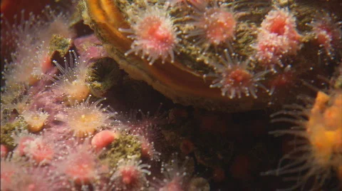 AnemoneClamTilt Stock Footage 488356