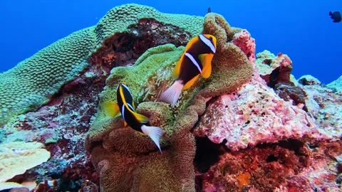 ANEMONEFISH A1 Stock Footage 277927911