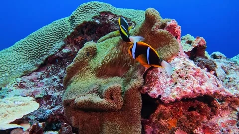 ANEMONEFISH A2 Stock Footage 277922881