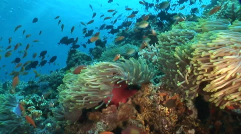 Anemonefish and anemone Video stock 56791706
