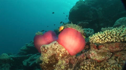 Anemonefish and anemone Video stock 56791839