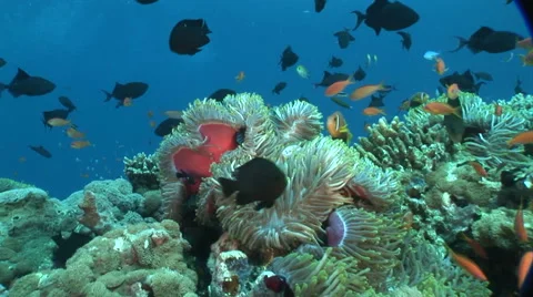 Anemonefish and anemone Video stock 56792766