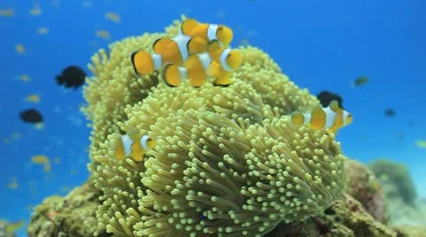 Anemonefish close with scuba diver in the background Stock Footage 11984140