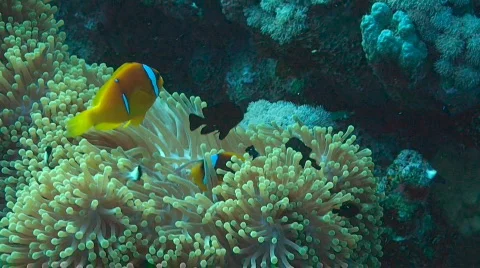 Anemonefish Stock Footage 585163