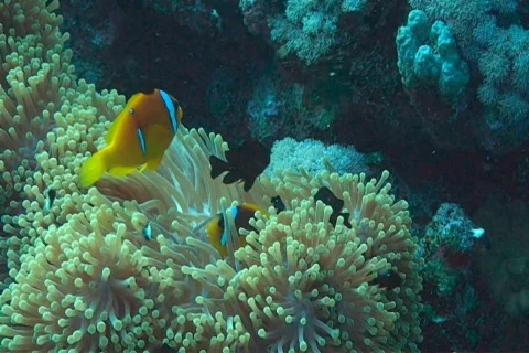Anemonefish Stock Footage