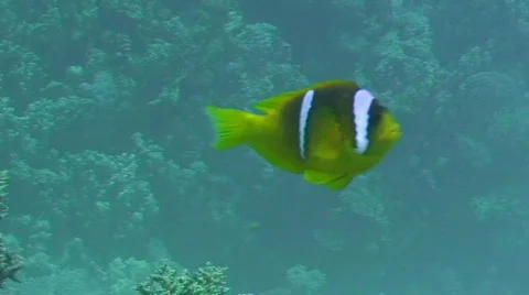 Anemonefish Stock Footage 682621