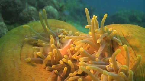 Anemonefish Stock Footage 8656682
