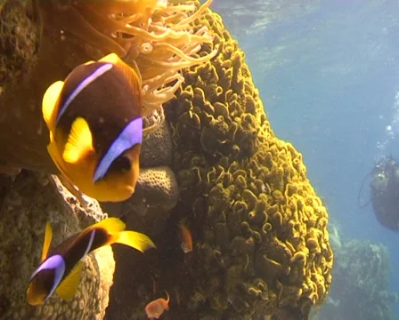 Anemonefish Stock Footage 30076373