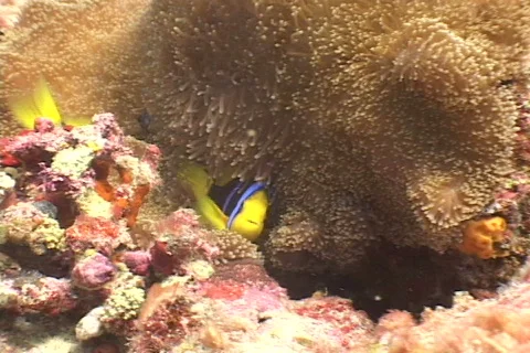 Anemonefish pair. Stock Footage 672505