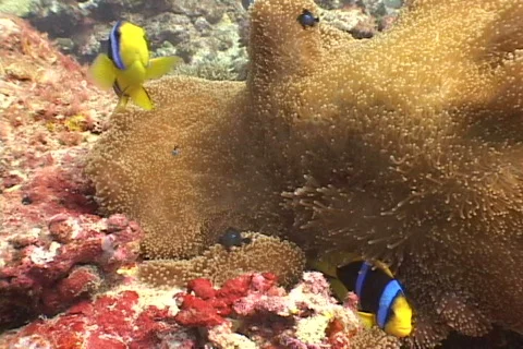Anemonefish pair. Stock Footage 672548