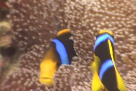 Anemonefish pair. Stock Footage 677552