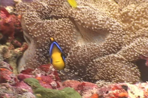 Anemonefish pair. 库存影片 677613