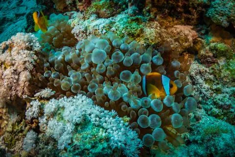 Anemonefish Stock Photos