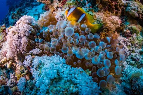 Anemonefish Stock Photos