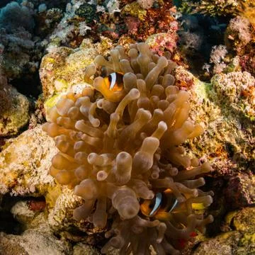 Anemonefish Stock Photos