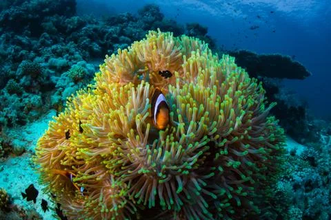 Anemonefish Stock Photos
