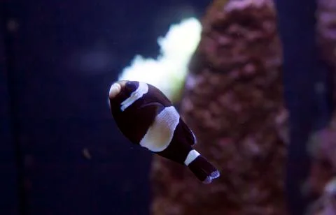 Anemonefish Stock Photos