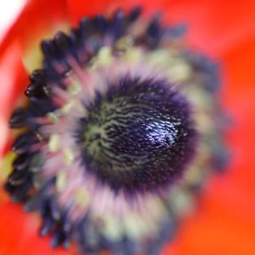 Anemonen Macro Stock Photos