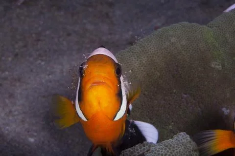 Anemonenclownfisch wird gesaeubert Stock Photos