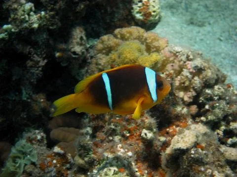 Anemonenfisch side Stock Photos