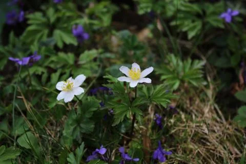Anemones and violets Stock Photos