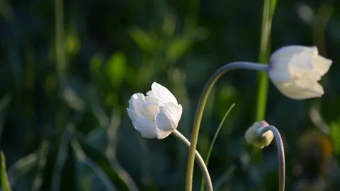 Anemones bloom in spring and Shine in the sun Stock Footage 75914106