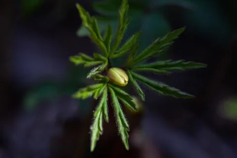 Anemones buds. First spring forest flowers. View of first bud of spring flowe Stock Photos