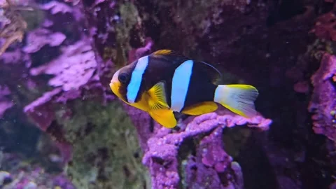 An anemones with clown fish Stock Footage 294414066