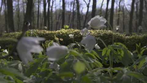 Anemones in the forest close, 8K Stock Footage 164184345